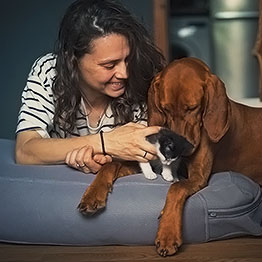 Aprende a proteger a tu mascota con Lysol®️ Pet Solutions.